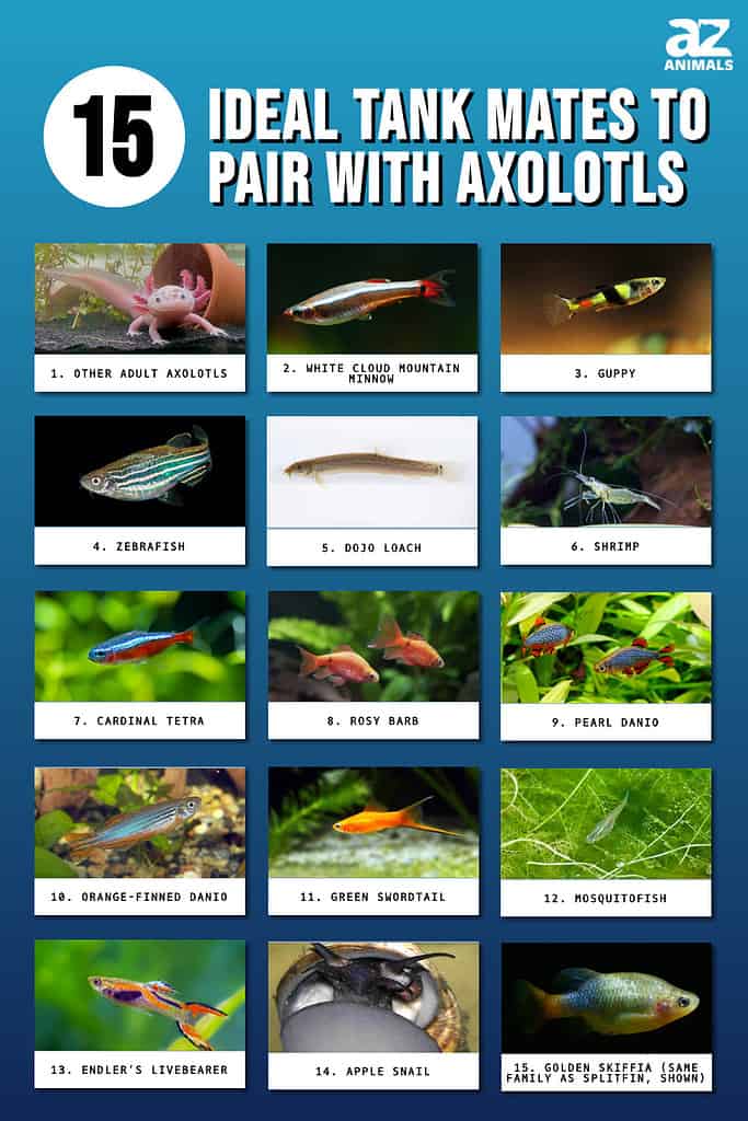 What Do Axolotls Eat? (Top 8 Nutritious Food) - The Aquarium Life