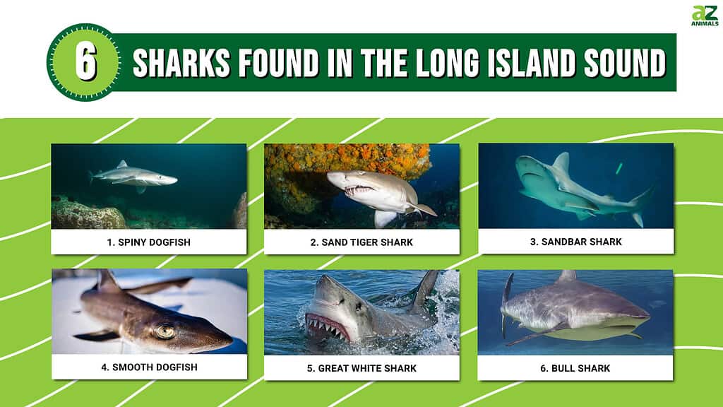 6 Sharks Found in the Long Island Sound