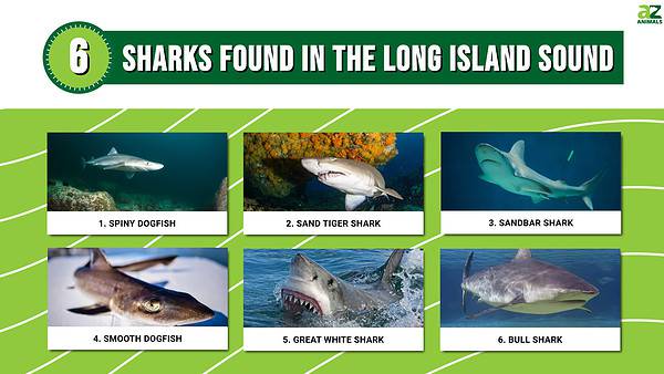 Discover the 6 Sharks Found in the Long Island Sound - A-Z Animals