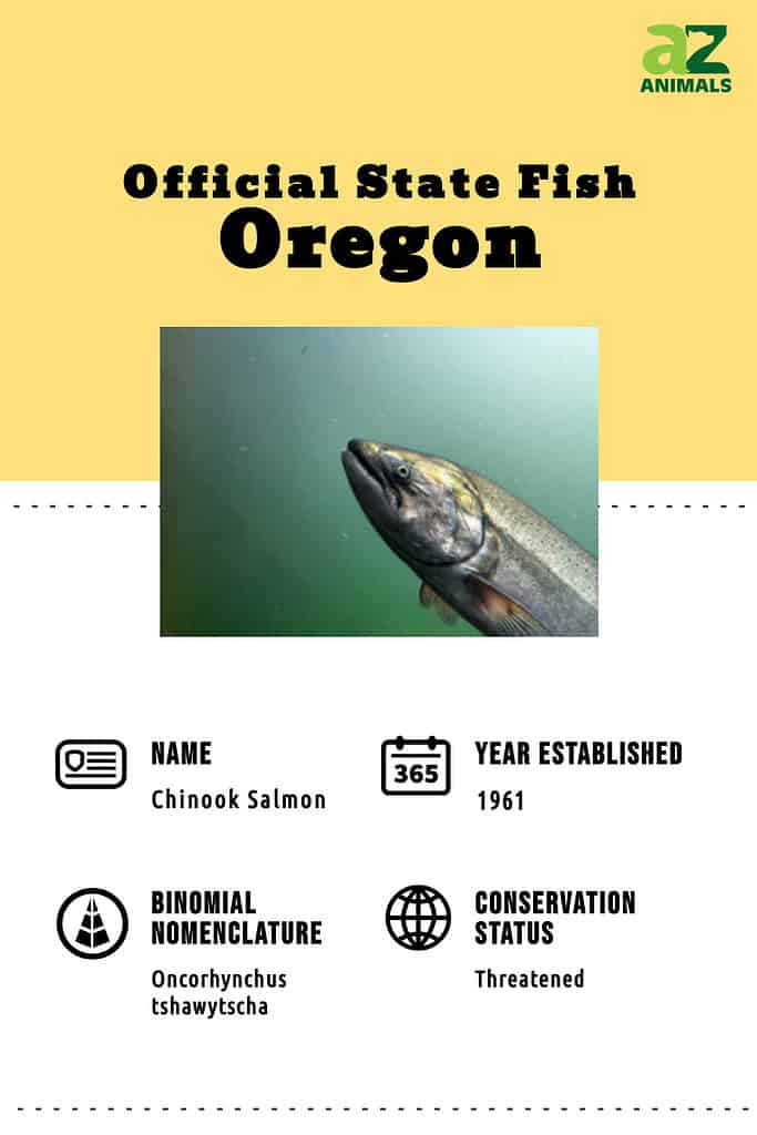state fish of Oregon. Chinook Salmon. Oncorhynchus tshawytscha
