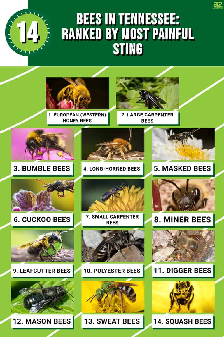Discover 14 Bees in Tennessee Ranked by Most Painful Sting AZ Animals