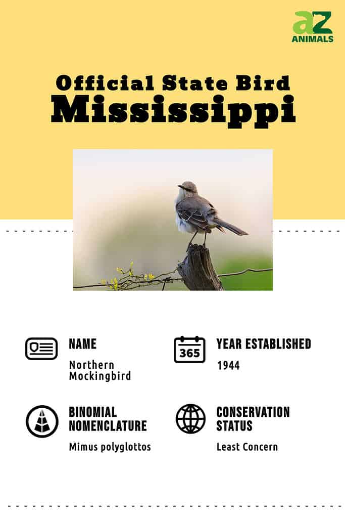 state bird of Mississippi. The northern Mockingbird Mimus Polyglottos 