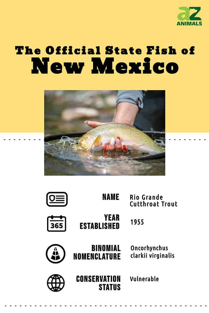 State animal infographic for the state fish of NM, the Rio Grande cutthroat trout.