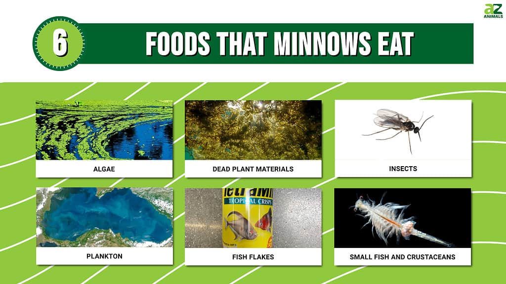 What Do Minnows Eat? Diet Facts & Care Tips