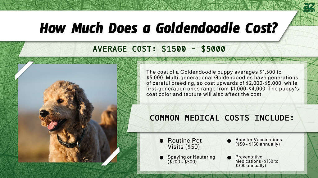 How Expensive is It to Own a Goldendoodle?