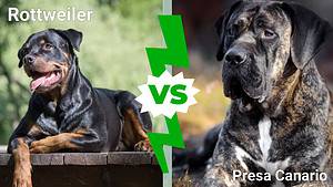 Rottweiler vs. Presa Canario: 8 Key Differences Picture