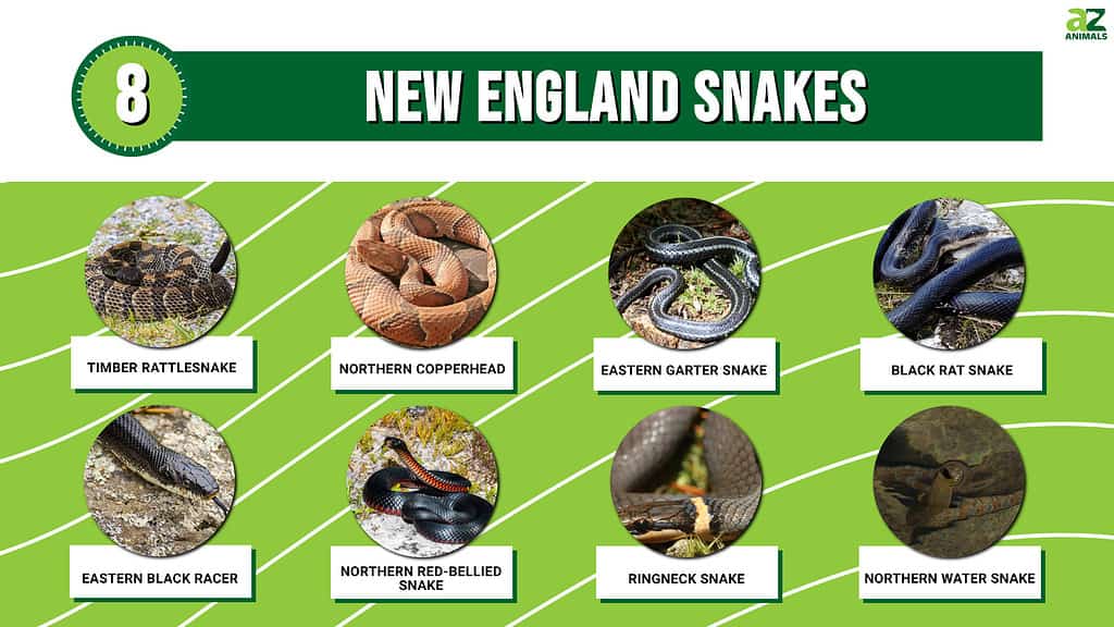 8 New England Snakes - A-Z Animals