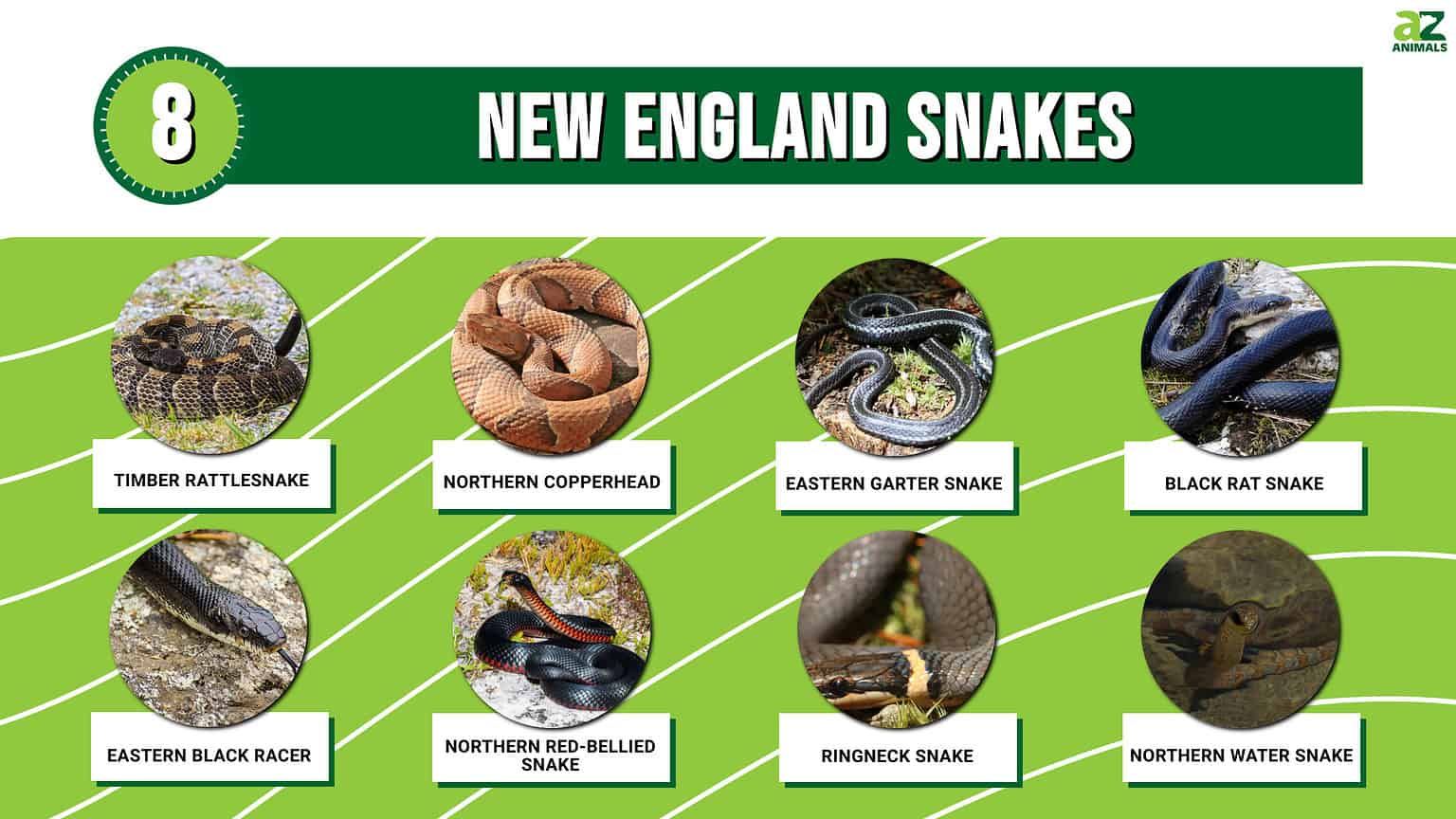 8 New England Snakes - A-Z Animals