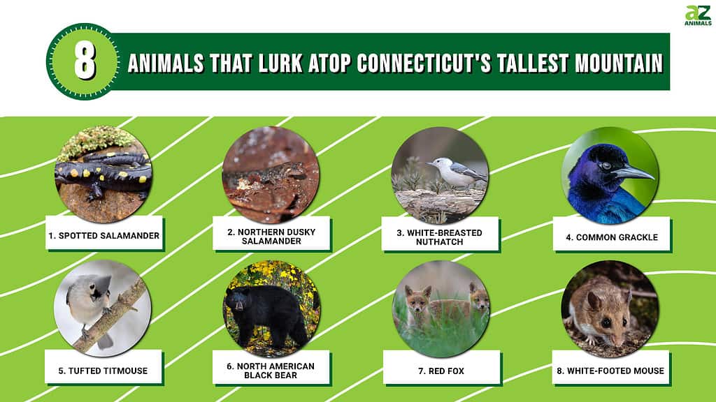 8 Animals That Lurk Atop Connecticut's Tallest Mountain