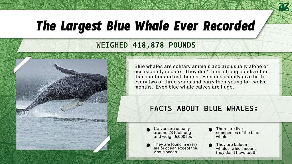 largest blue whale ever recorded