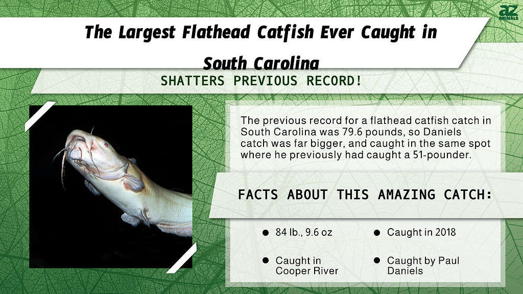 "Largest" infographic for the largest flathead catfish ever caught in South Carolina.