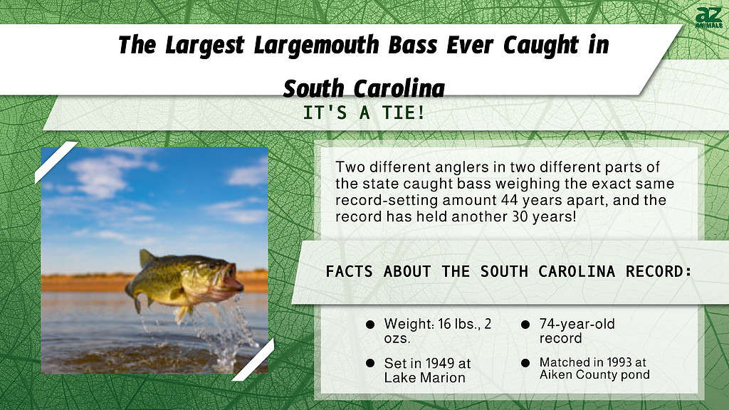 "Largest" Infographic for the Largest Largemouth Bass Ever Caught in South Carolina.