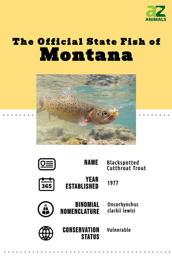 State animal infographic for the Montana state fish, the Blackspotted or Westslope Cutthroat Trout.