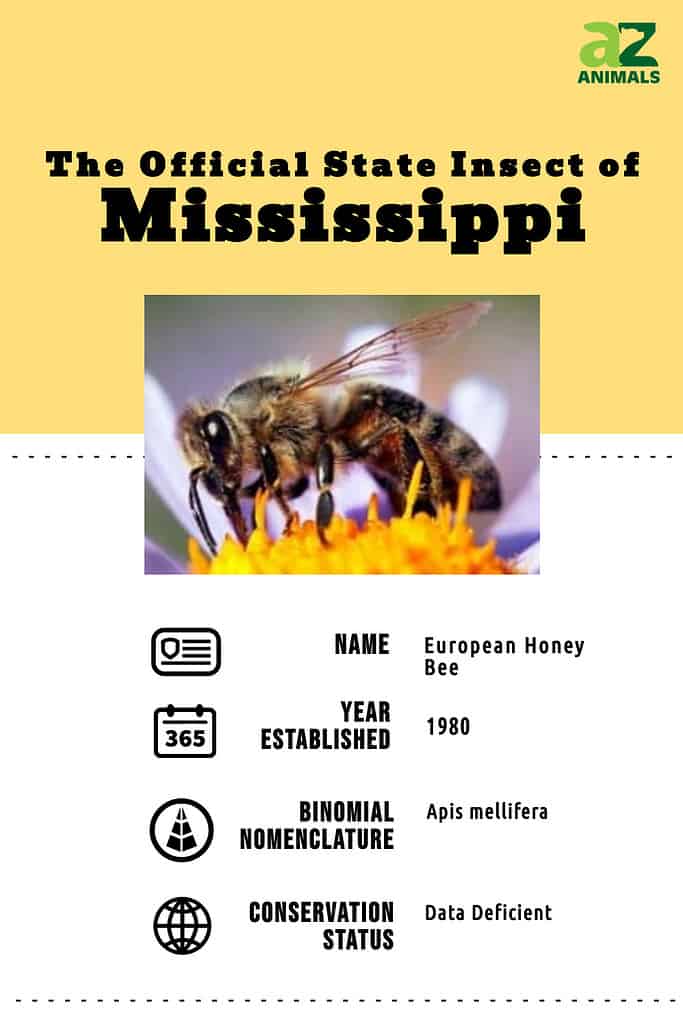 State animal infographic for the state insect of MS.