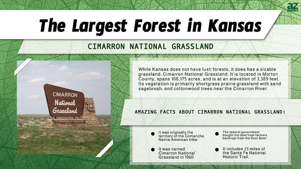 Infographic of the Largest Forest in Kansas