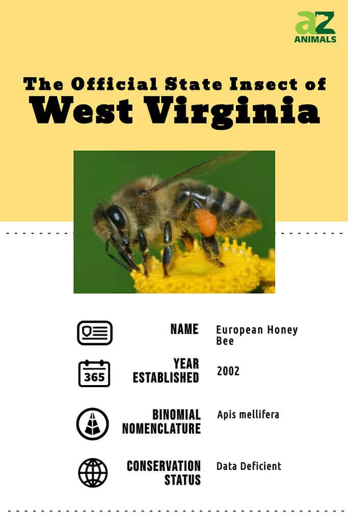 State infographic for the state insect of West Virginia.