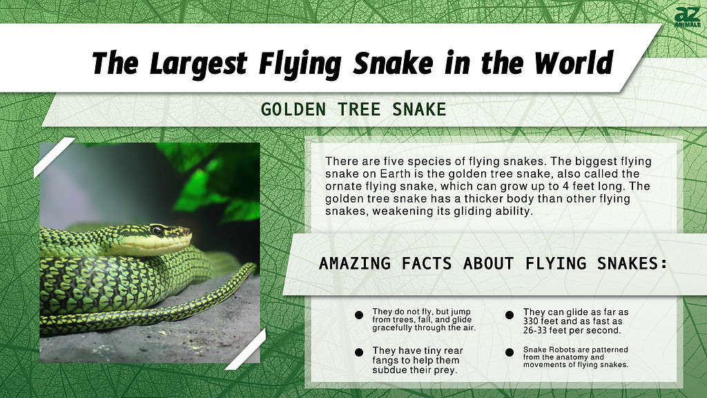 Infographic of the Largest Flying Snake in the World
