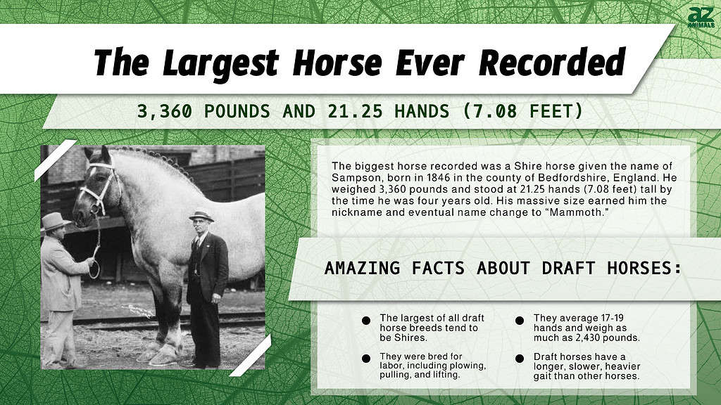 how much does the largest horse in the world weigh
