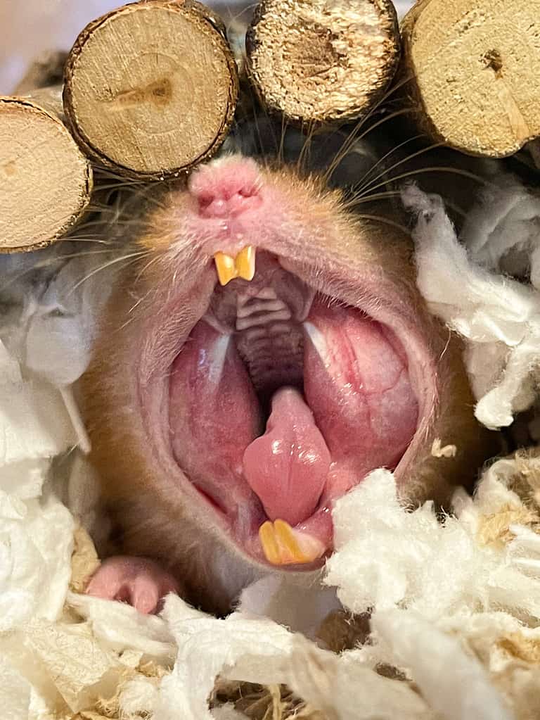Hamster coming out of his burrow and yawning.