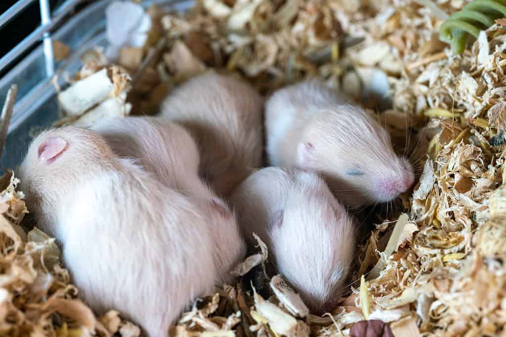 Hamsters can sometimes be hard to sex. Picture of a litter of tiny hamster pups that have not opened their eyes yet. 