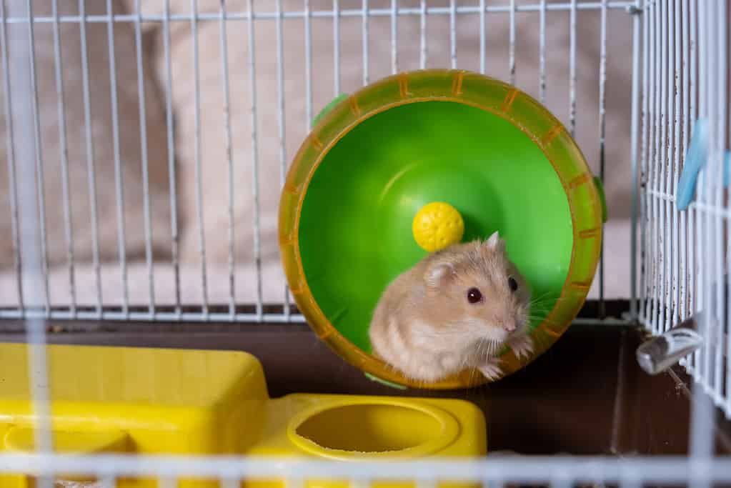 A Djungarian hamster runs in a size-appropriate wheel for exercise. Finding the right size wheel can be a challenge.