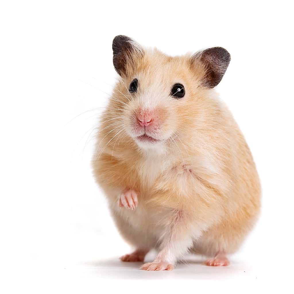A pitfall of hamsters is that they can be escape artists if the enclosure is left open.