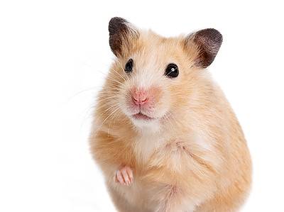 A Hamsters Do Not Make Great Pets for Children and Here’s 6 Reasons Why