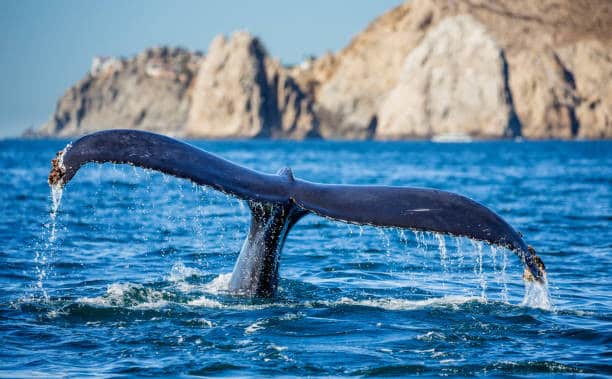 Whale Watching, Mexico, Whale, Cabo San Lucas, Fin Whale