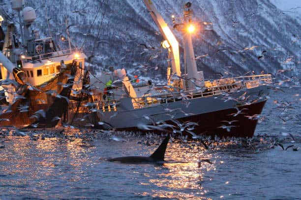 Trawler, Nautical Vessel, Animals Hunting, Fishing Industry, Norway