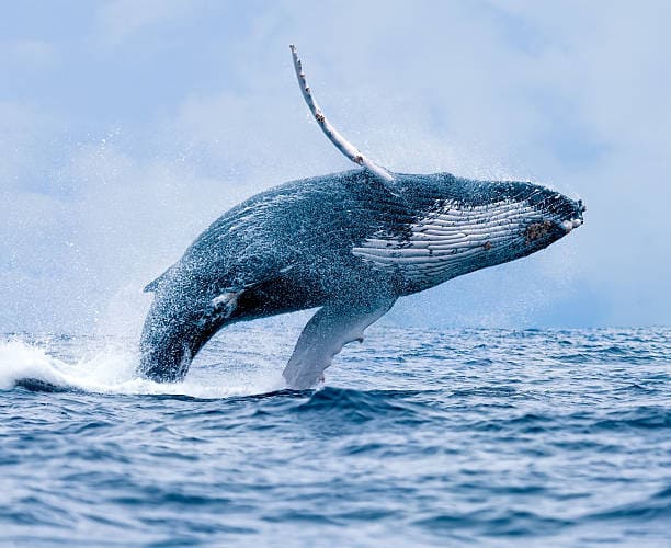 Whale, Humpback Whale, Jumping, Animals Breaching, Sea Life