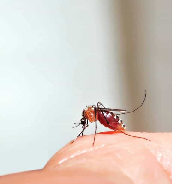 Mosquito sucking blood of finger.