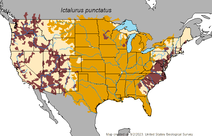 The native range, in yellow, of the channel catfish (Ictalurus punctatus) extends throughout most of the central and southern United States.