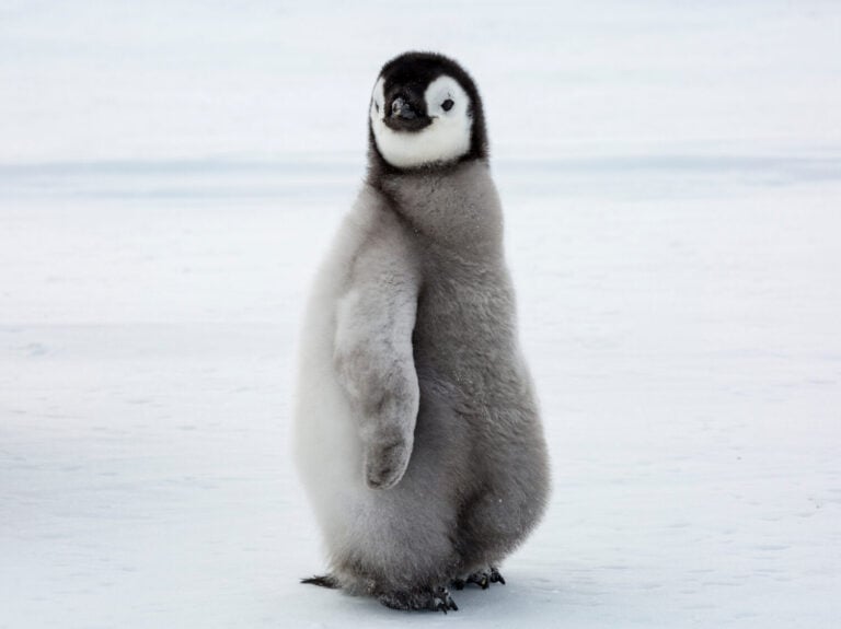 Emperor Penguin Chick glancing sideways