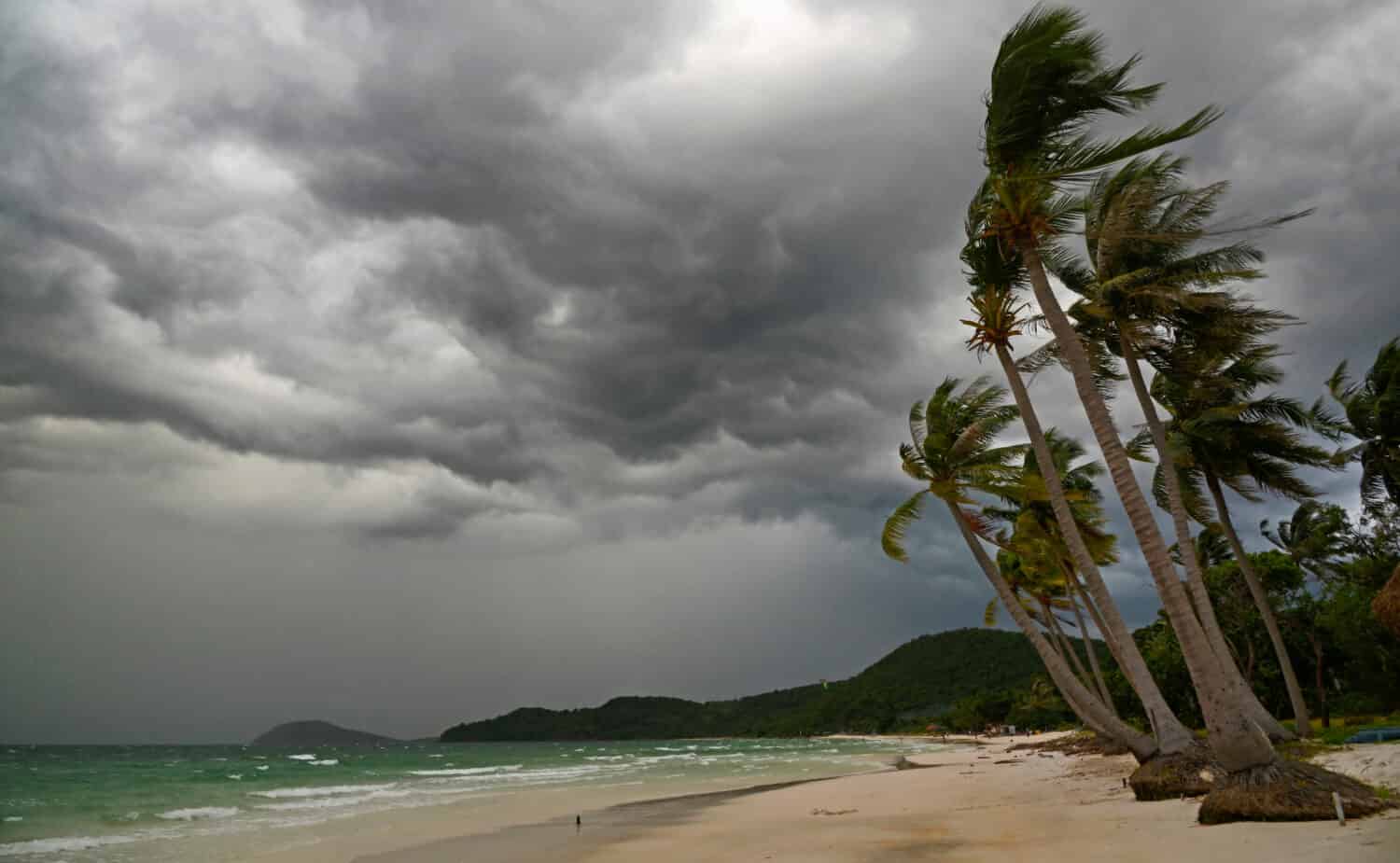Palm at hurricane. Star beach, Phu Quoc island, Vietnam