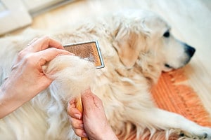Golden Retriever Grooming Guide: 12 Tips for a Healthy and Beautiful Coat Picture