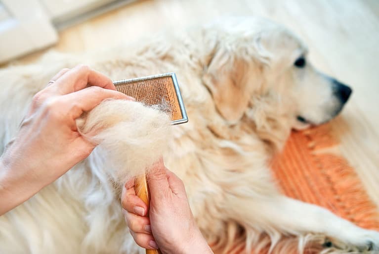 Woman combs old Golden Retriever dog with a metal grooming comb.