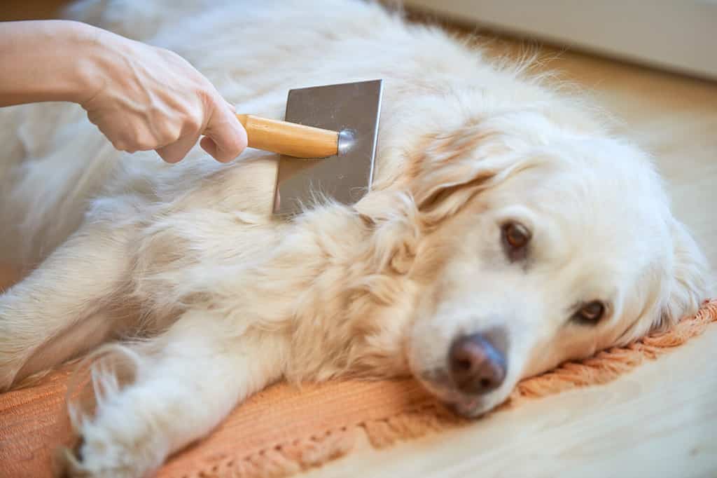 Woman combs old Golden Retriever dog with a metal grooming comb.