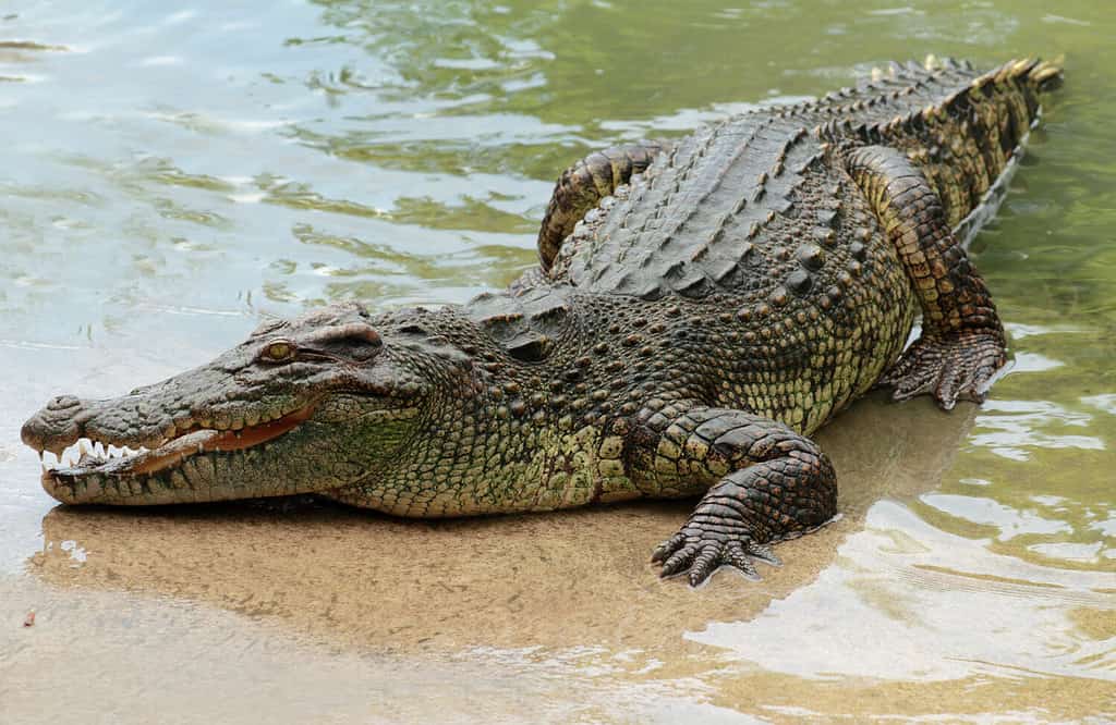 Are There Crocodiles In New South Wales?