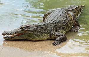 A Crocodile Turns On His Handler and Bites Him in the Leg Picture