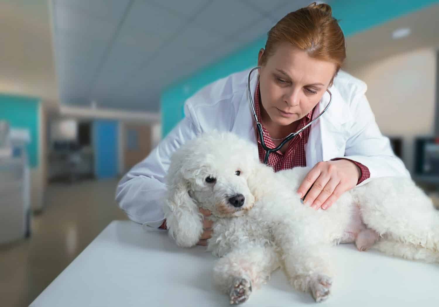 French white poodle and veterinarian at the clinic