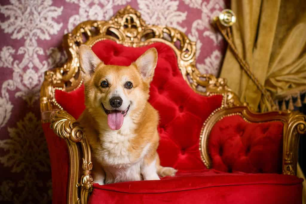 English fashionable breed of corgi dogs. Favorite breed of the Queen of England. Human best friend