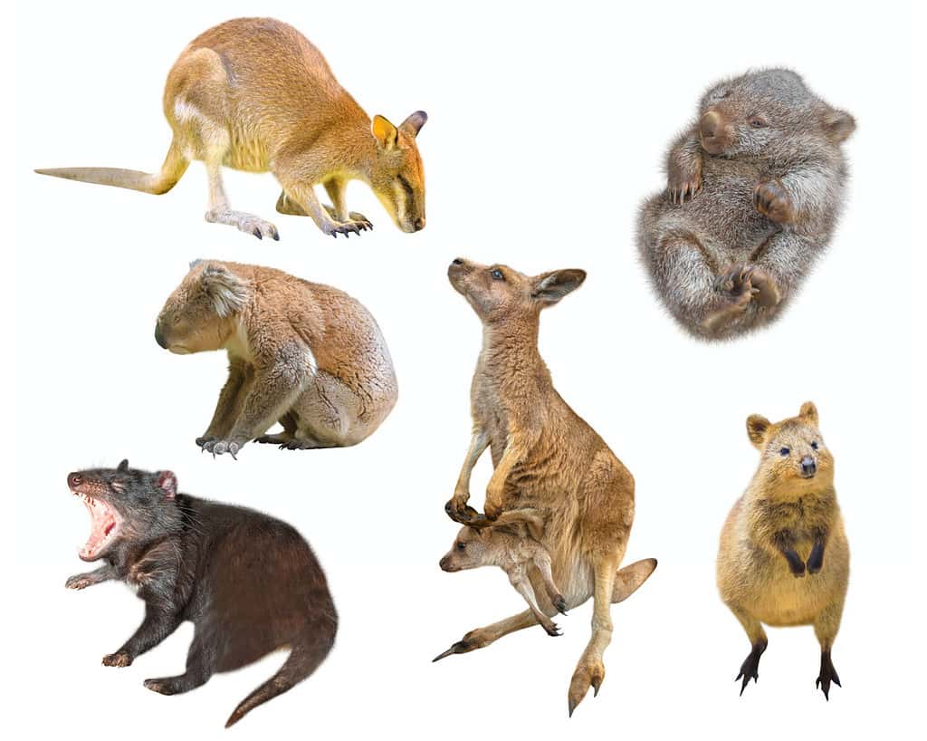 Collage of Australian marsupial mammals, isolated on white background. Wallaby, Tasmanian Devil, Wombat, Kangaroo with Joey, Quokka and Koala.