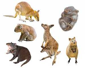 What Is a Marsupial? Definition, Types, and Important Facts Picture