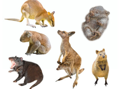 A What Is a Marsupial? Definition, Types, and Important Facts