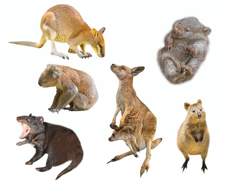 Collage of Australian marsupial mammals, isolated on white background. Wallaby, Tasmanian Devil, Wombat, Kangaroo with Joey, Quokka and Koala.
