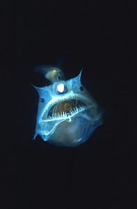 Discover the Relationship Between Male and Female Anglerfish Picture