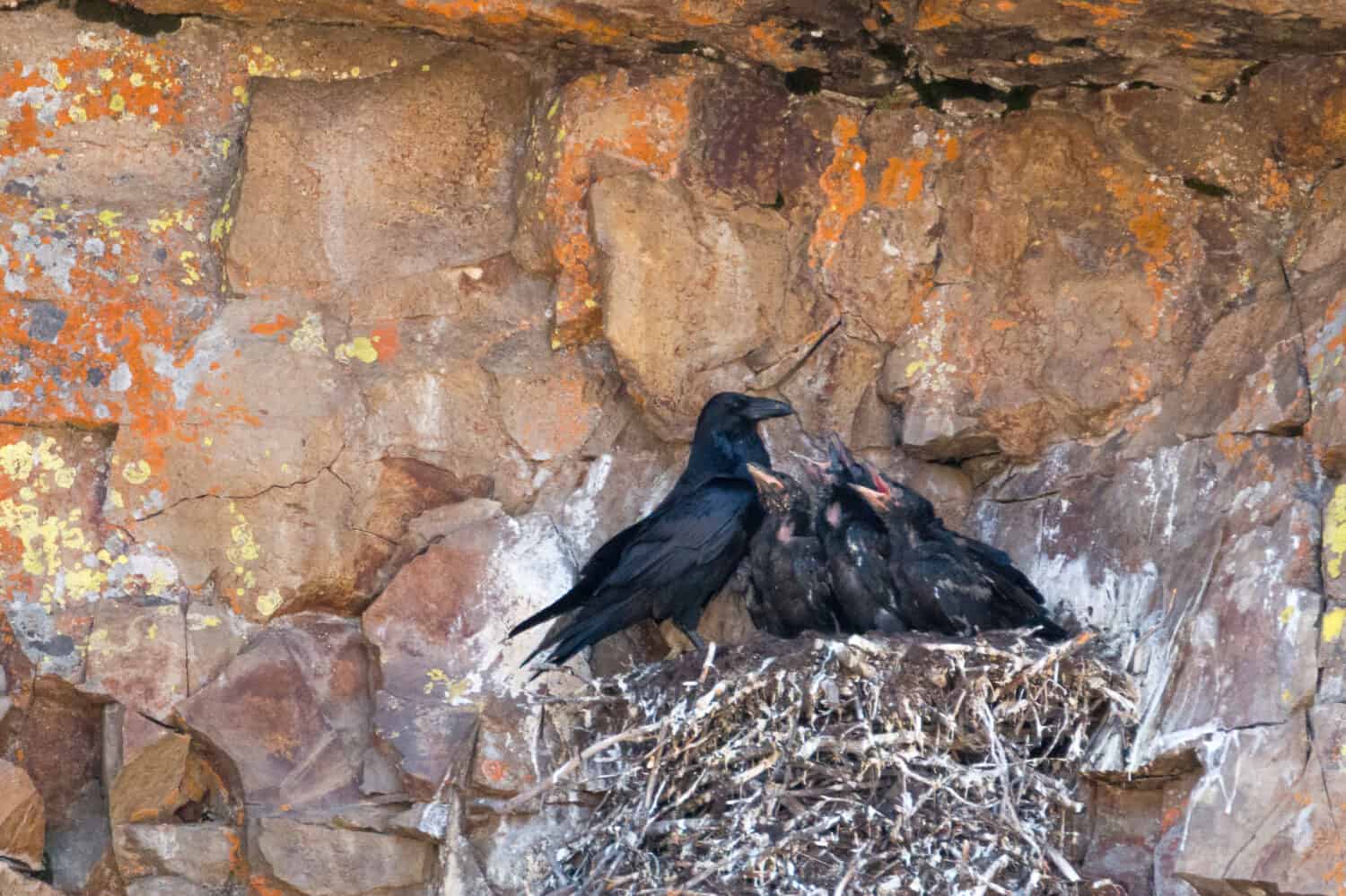 Mother Raven Feeding Her Chicks 