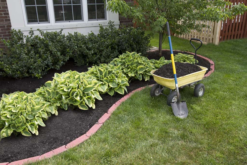 Mulching bed around the house and bushes, wheelbarrow along with a shovel.