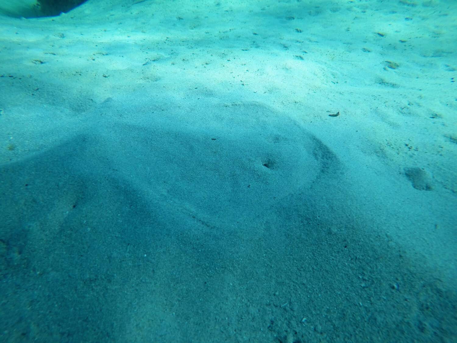 A baby stingray buried in the sand.