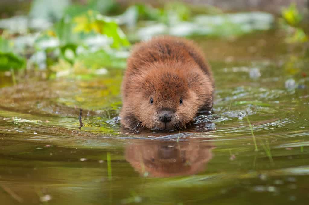 North American Beaver (Castor canadensis) Reflected - captive animal